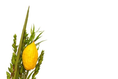 Sukkot Yahudi bayramı. Geleneksel Semboller (dört tür): Etrog, lulav, hadas, arava. beyaz izole