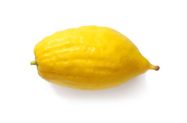 Sukkot Yahudi bayramı. Etrog (limon) geleneksel sembolü (bir-in dört tür). Beyaz izole