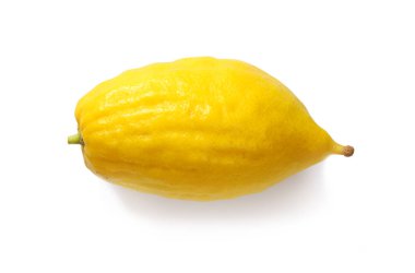 Jewish festival of Sukkot. Etrog (Lemon)Traditional symbol (One of The four species). Isolated on white clipart