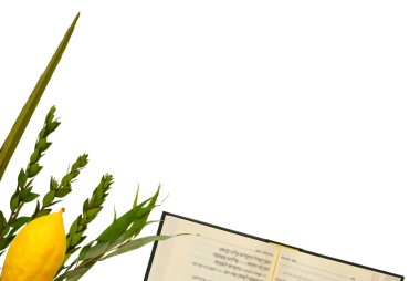 Sukkot Yahudi bayramı. Geleneksel Semboller (dört tür): Etrog, lulav, hadas, arava.
