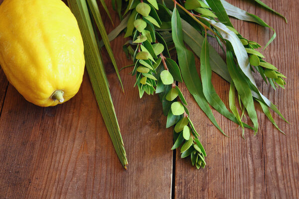 Jewish festival of Sukkot. Traditional symbols (The four species): Etrog, lulav, hadas, arava