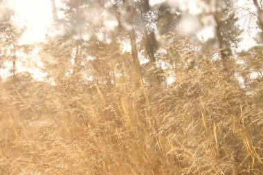 sonbahar rüya gibi görüntü günbatımı ışıkta orman