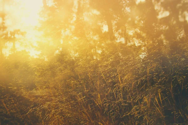 Herfst dromerig beeld van bos bij zonsondergang licht — Stockfoto