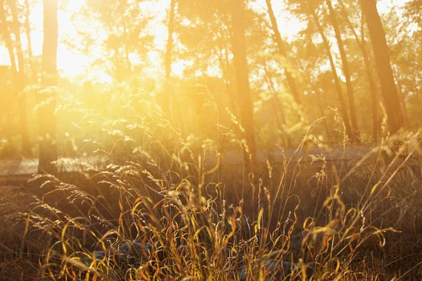 Imagen otoñal de ensueño del bosque a la luz del atardecer —  Fotos de Stock