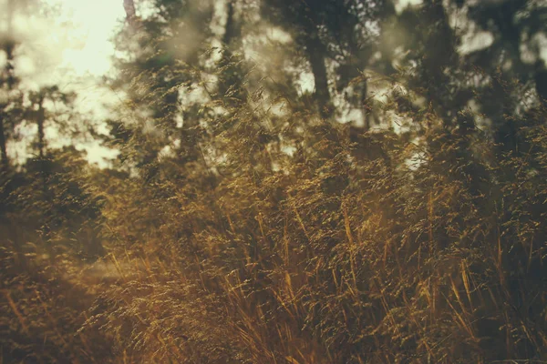 Imagem de sonho outonal de floresta à luz do pôr-do-sol — Fotografia de Stock