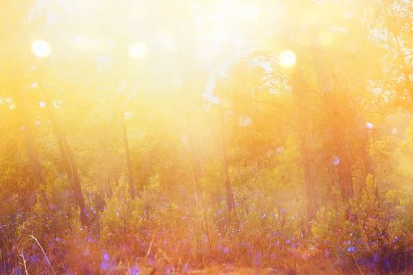 Abstracte herfst dromerig beeld van bos bij zonsondergang licht — Stockfoto