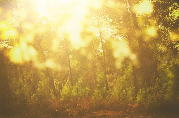 抽象的秋季梦幻般形象的森林在夕阳光 — 图库照片