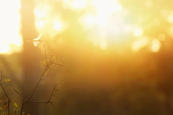 Abstracta imagen otoñal de ensueño del bosque a la luz del atardecer —  Fotos de Stock
