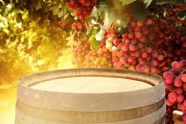 Image of old oak wine barrel in front of wine yard landscape. Useful for product display montage — Stock Photo, Image