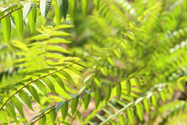 Hawaiian bitkiler ile egzotik tropik arka plan