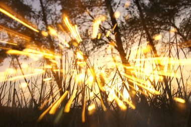 ağaçlar ve glitter bokeh ışıkları arasında ışık patlaması soyut fotoğraf bulanık. görüntü filtre ve dokulu