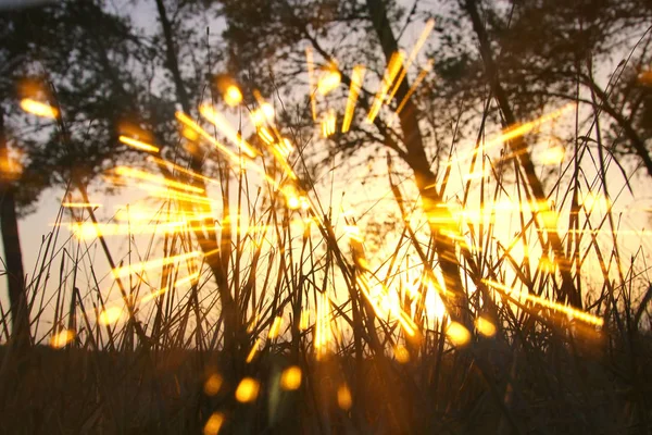 Foto abstrata borrada de luz explodiu entre as árvores e luzes bokeh brilho. imagem filtrada e texturizada — Fotografia de Stock