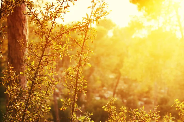 Abstraktes herbstlich verträumtes Bild des Waldes bei Sonnenuntergang — Stockfoto