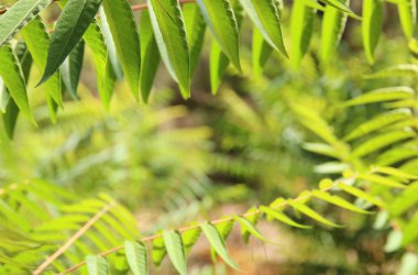 Hawaiian bitkiler ile egzotik tropik arka plan