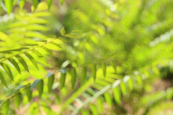 Экзотический тропический фон с гавайскими растениями — стоковое фото