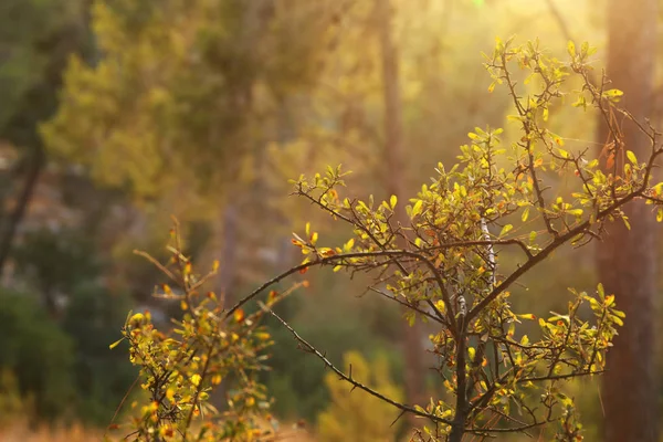 Abstracta imagen otoñal de ensueño del bosque a la luz del atardecer —  Fotos de Stock