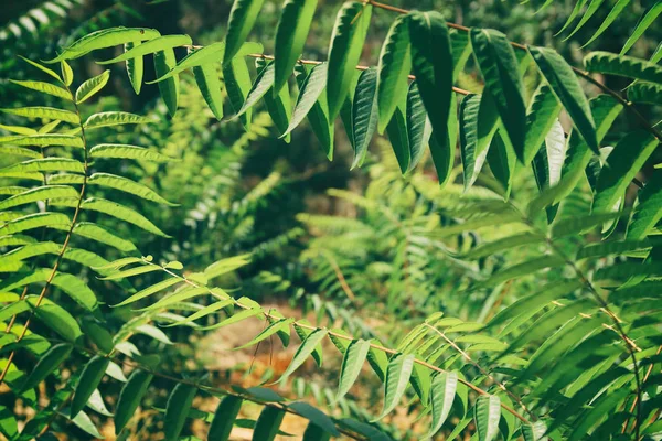 Экзотический тропический фон с гавайскими растениями — стоковое фото