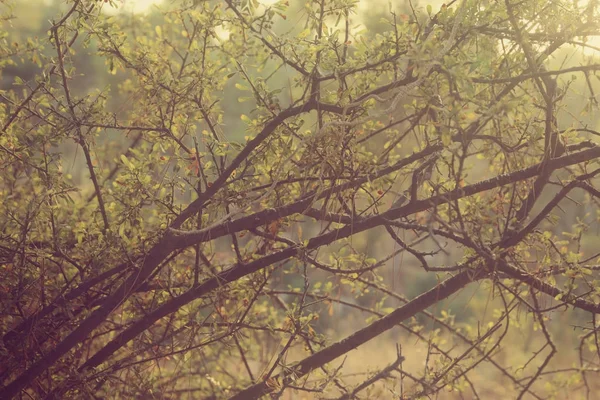 Abstract autumnal dreamy image of forest at sunset light — Stock Photo, Image