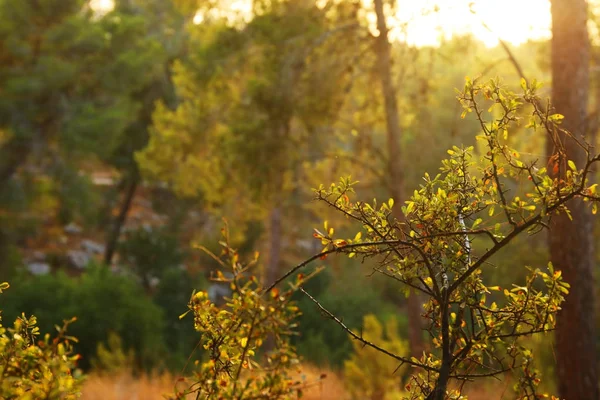 Abstrakti syksyn unenomainen kuva metsästä auringonlaskun aikaan — kuvapankkivalokuva