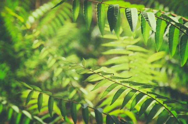 Екзотичний тропічний фон з гавайськими рослинами . — стокове фото