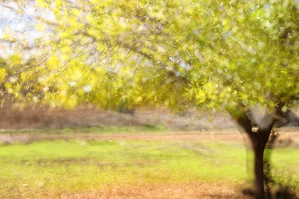 Dubbele blootstelling van enkele bomen tijdens de lentetijd — Stockfoto