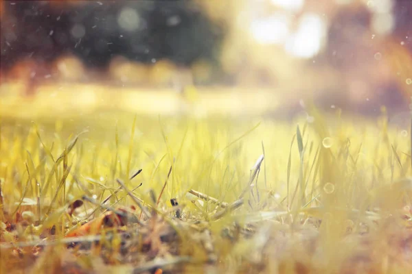 Blick auf frisches Gras im Wald. — Stockfoto