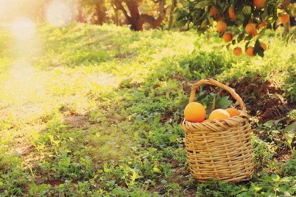 Panier avec des oranges dans la plantation d'agrumes . — Photo