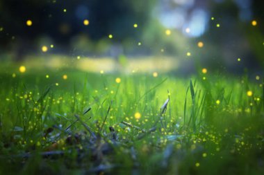 Firefly 'ın gece ormanında uçuşunun soyut ve büyülü görüntüsü. Peri masalı kavramı.