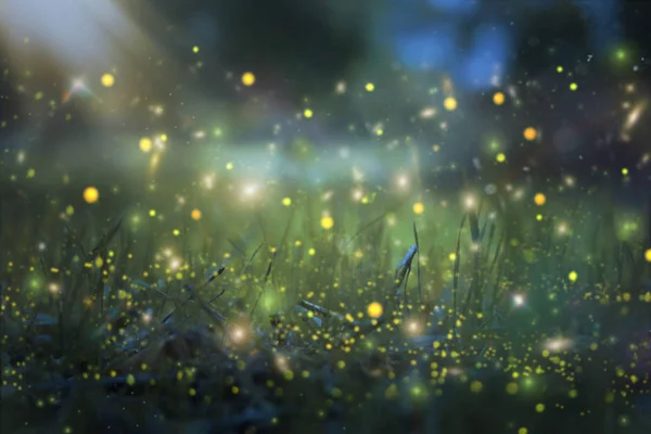 Abstract and magical image of Firefly flying in the night forest. Fairy tale concept. — Stock Photo, Image