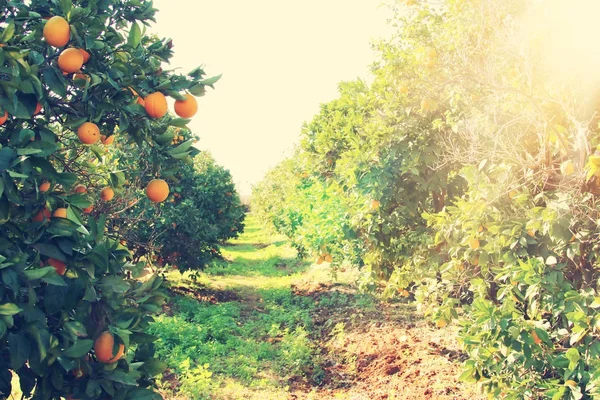 Wiejski krajobraz obraz pomarańczowy drzew cytrusowych plantacji. — Zdjęcie stockowe