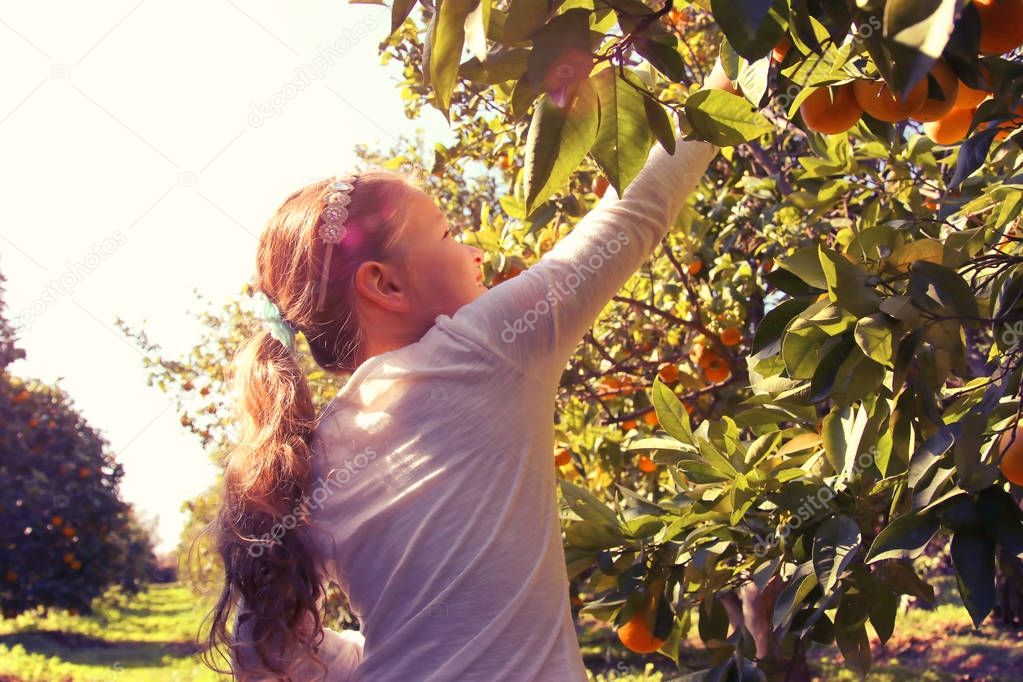Rural landscape image of a cute girl picks oranges from the tree in the citrus plantation. Vintage filtered photo.