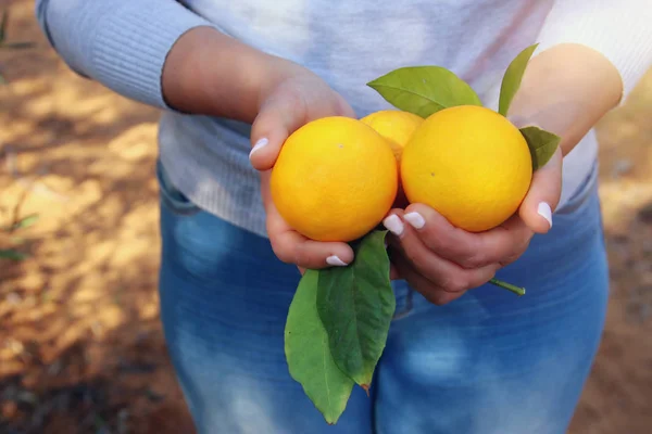 Vidéki képet egy nő narancs felveszi a citrus ültetvény. — Stock Fotó