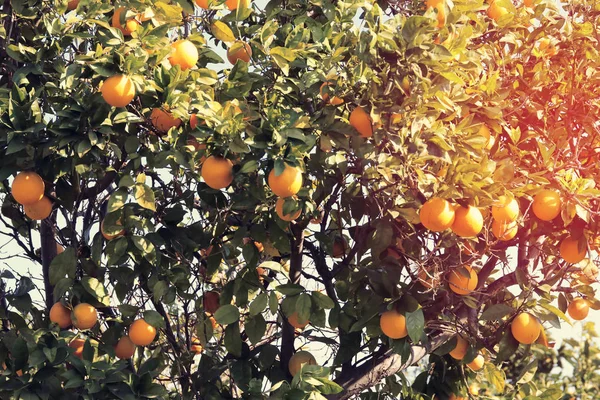 Vidéki táj képe a narancsfákkal, a citrus ültetvény. Vintage szűrt. — Stock Fotó