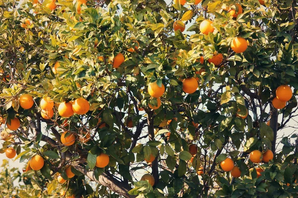 Vidéki táj képe a narancsfákkal, a citrus ültetvény. Vintage szűrt. — Stock Fotó