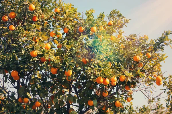 Vidéki táj képe a narancsfákkal, a citrus ültetvény. Vintage szűrt. — Stock Fotó