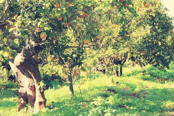 Сельский пейзаж изображения апельсиновых деревьев на цитрусовых плантациях. Винтажный фильтр . — стоковое фото