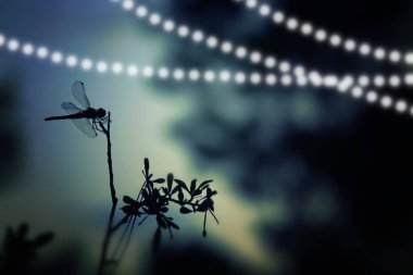 Yusufçuk siluet ve gece ormanda uçan Firefly soyut ve büyülü görüntüsü. Peri masalı kavramı.