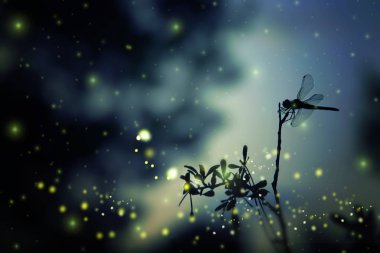 Yusufçuk siluet ve gece ormanda uçan Firefly soyut ve büyülü görüntüsü. Peri masalı kavramı