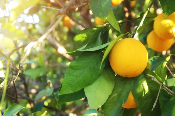 Vidéki táj képe a narancsfákkal, a citrus ültetvény. — Stock Fotó