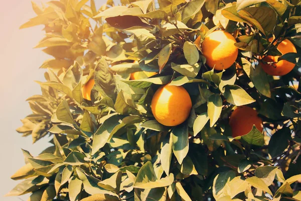 Vidéki táj képe a narancsfákkal, a citrus ültetvény. — Stock Fotó