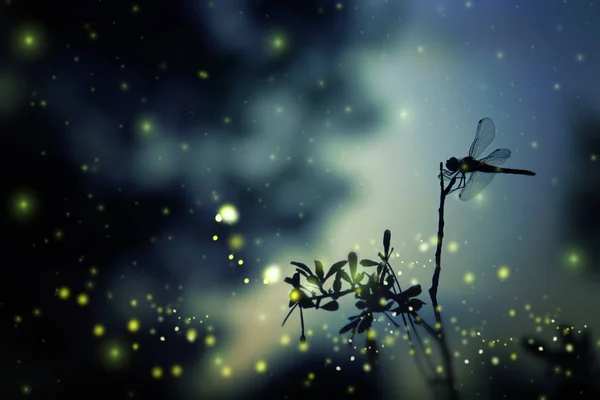 Streszczenie Magiczne Obrazy Dragonfly Sylwetka Firefly Lotu Nocy Lesie Koncepcja — Zdjęcie stockowe