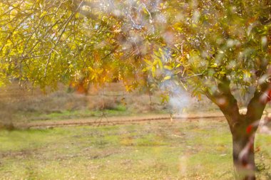 Bahar süre boyunca tek ağaç çift pozlama