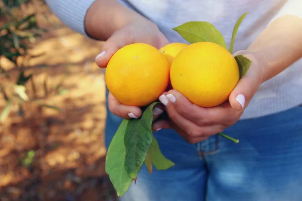 Vidéki képet egy nő narancs felveszi a citrus ültetvény. — Stock Fotó