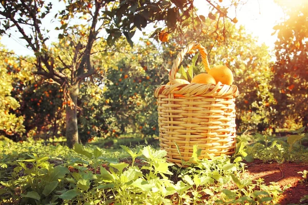 Keranjang dengan jeruk di perkebunan jeruk . — Stok Foto