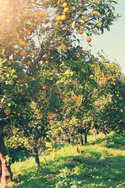 Vidéki táj képe a narancsfákkal, a citrus ültetvény. Vintage szűrt. — Stock Fotó