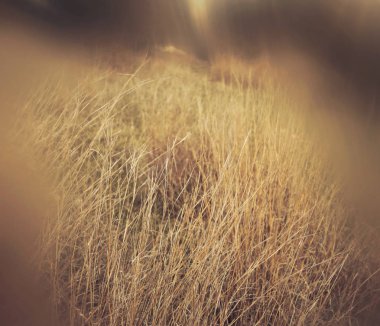 soyut ve gerçeküstü sonbahar rüya gibi görüntü orman.