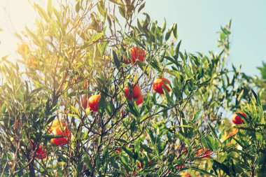 Narenciye plantasyon içinde portakal ağaçlarının kırsal manzara resim.