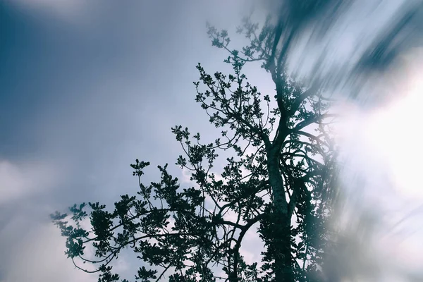Abstract și suprareal imagine de vis de toamnă a ramurilor goale la pădure, împotriva cerului . — Fotografie, imagine de stoc