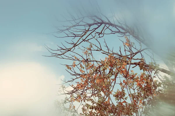 Astratto e surreale immagine autunnale onirica di rami nudi nella foresta, contro il cielo . — Foto Stock
