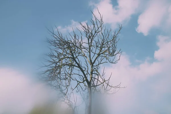 Абстрактный и сюрреалистичный осенний мечтательный образ голых ветвей в лесу, на фоне неба . — стоковое фото